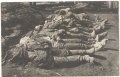 267-й-пехотный-Духовщинский-полк-убитые-1916.jpg